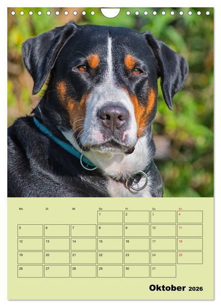 Produktbild: Familienplaner Gro&szlig;er Schweizer Sennenhund (Wandkalender 2026 DIN A4 hoch), CALVENDO Monatskalender