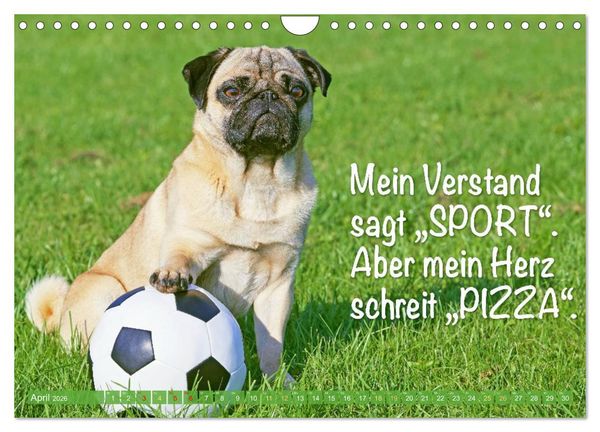 Produktbild: Mopsala: Vom Gl&uuml;ck, ein Mops zu sein (Wandkalender 2026 DIN A4 quer), CALVENDO Monatskalender