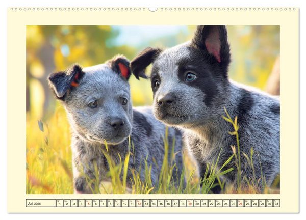 Produktbild: Australian Cattle Dogs. Echte Cowboys und Helden der Farm (hochwertiger Premium Wandkalender 2026 DIN A2 quer), Kunstdruck in Hochglanz