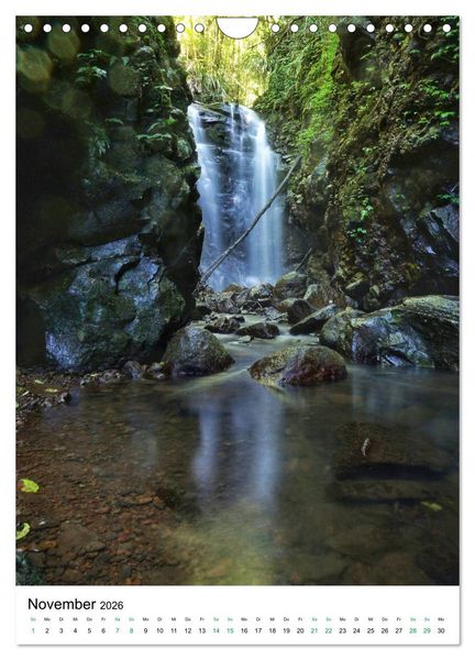 Produktbild: Regenwald - Australien (Wandkalender 2026 DIN A4 hoch), CALVENDO Monatskalender
