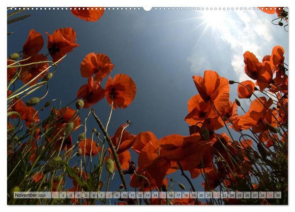 Produktbild: Voll Mohn (Wandkalender 2026 DIN A2 quer), CALVENDO Monatskalender