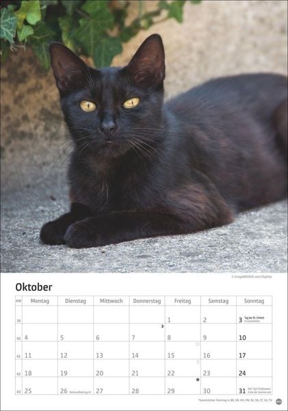Produktbild: Katzen Kalender 2027