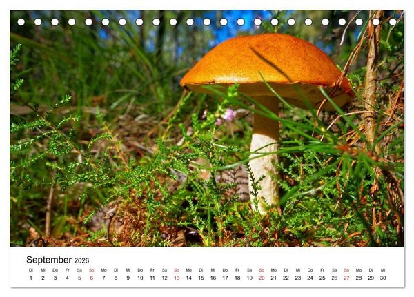 Produktbild: Heimische Pilze (Tischkalender 2026 DIN A5 quer), CALVENDO Monatskalender