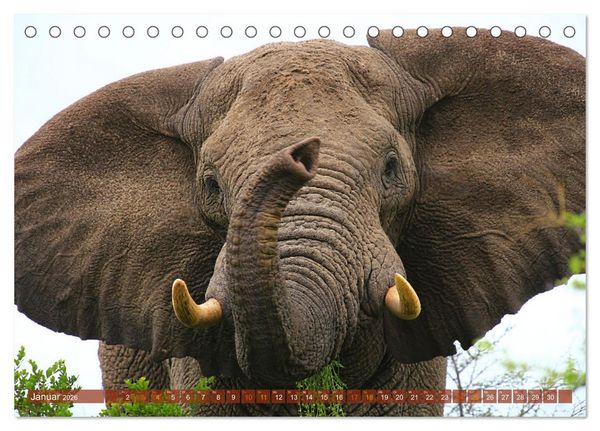 Produktbild: Botswana- Pirschfahrt mit Garantie auf Wildlife (Tischkalender 2026 DIN A5 quer), CALVENDO Monatskalender