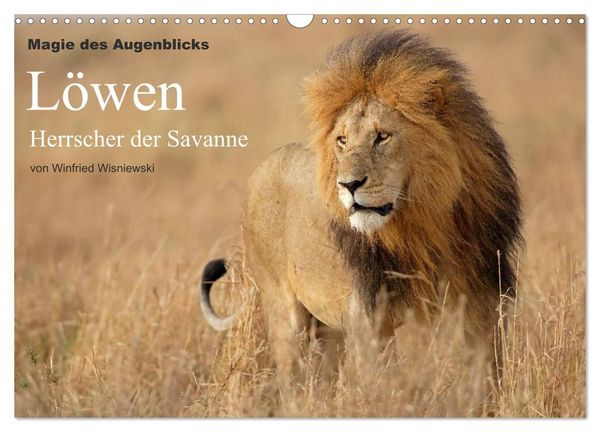 Produktbild: Magie des Augenblicks - L&ouml;wen - Herrscher der Savanne (Wandkalender 2027 DIN A3 quer), CALVENDO Monatskalender