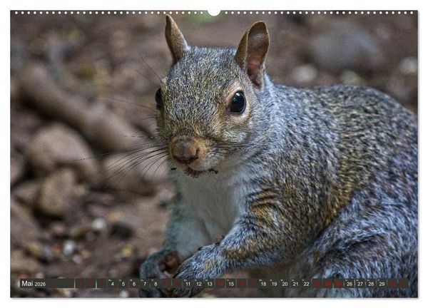 Produktbild: Yorkshire Dales, eine Landschaft zum Tr&auml;umen (hochwertiger Premium Wandkalender 2026 DIN A2 quer), Kunstdruck in Hochglanz