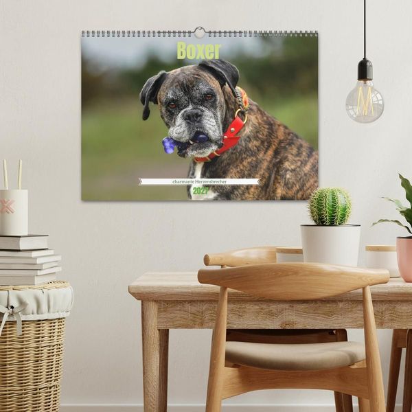 Produktbild: Boxer - charmante Herzensbrecher (Wandkalender 2027 DIN A3 quer), CALVENDO Monatskalender