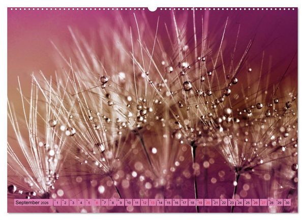 Produktbild: Lila - die mystische Farbe (Wandkalender 2026 DIN A2 quer), CALVENDO Monatskalender
