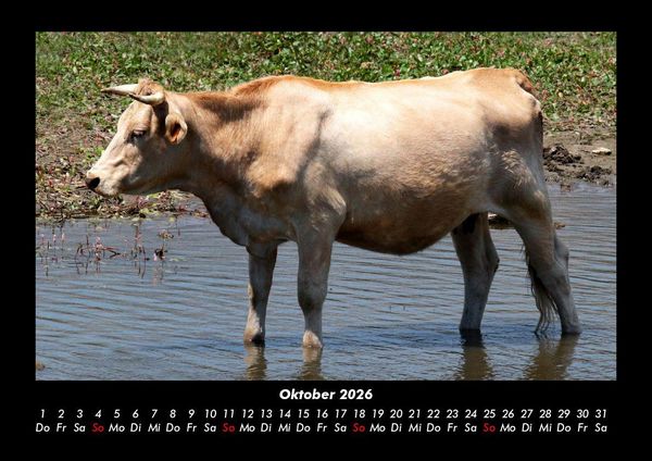 Produktbild: Kuhkalender 2026 Fotokalender DIN A3