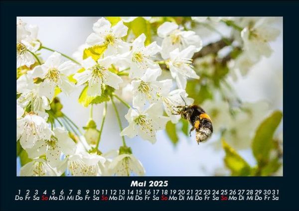 Produktbild: Blumentr&auml;ume 2025 Fotokalender DIN A5