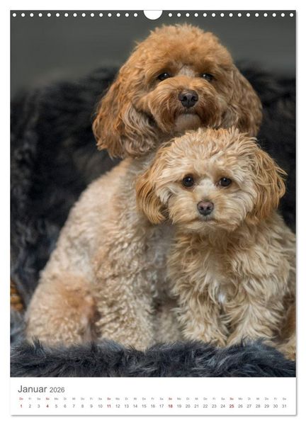 Produktbild: Maltipoo - Malteser - Pudel 2026 (Wandkalender 2026 DIN A3 hoch), CALVENDO Monatskalender