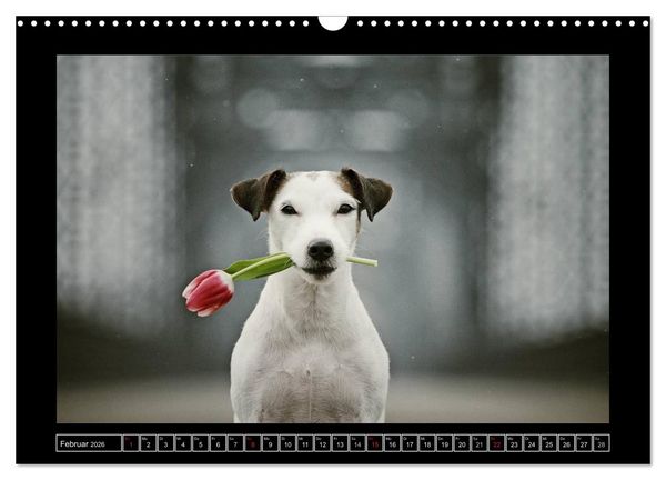 Produktbild: Parson Russell Terrier (Wandkalender 2026 DIN A3 quer), CALVENDO Monatskalender