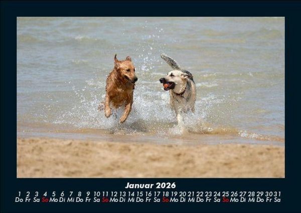 Produktbild: Hundezauber 2026 Fotokalender DIN A5