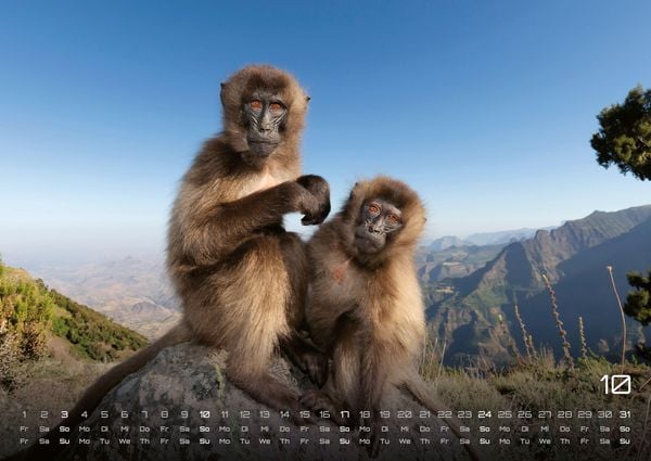 Produktbild: Afrikas Tierwelt - Der Tierkalender - 2027 - Kalender DIN A2