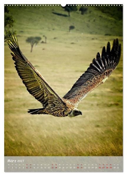 Produktbild: Adler in Afrika (Wandkalender 2027 DIN A2 hoch), CALVENDO Monatskalender