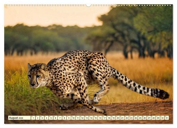 Produktbild: Geparden - die schnellsten J&auml;ger der Welt (Wandkalender 2026 DIN A2 quer), CALVENDO Monatskalender