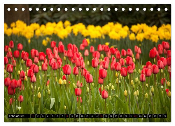 Produktbild: Tulpen (Tischkalender 2026 DIN A5 quer), CALVENDO Monatskalender