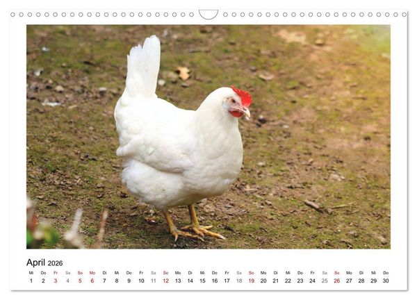 Produktbild: Bauernhoftiere hautnah (Wandkalender 2026 DIN A3 quer), CALVENDO Monatskalender