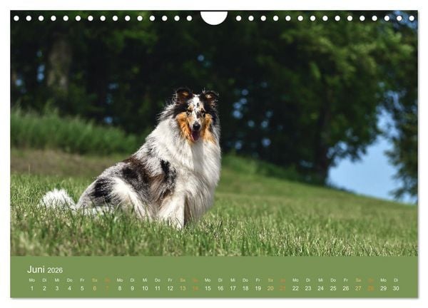 Produktbild: Fantastische Collies - Sieger der Herzen (Wandkalender 2026 DIN A4 quer), CALVENDO Monatskalender