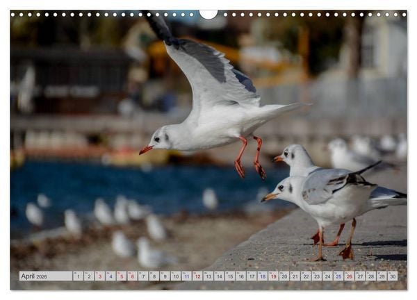 Produktbild: Der malerische Pf&auml;ffikersee (Wandkalender 2026 DIN A3 quer), CALVENDO Monatskalender