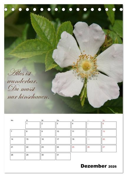 Produktbild: Sch&ouml;ne Spr&uuml;che f&uuml;r Dein ganzes Jahr (Tischkalender 2026 DIN A5 hoch), CALVENDO Monatskalender