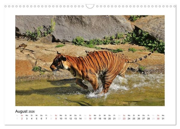 Produktbild: Tiger 2026 (Wandkalender 2026 DIN A3 quer), CALVENDO Monatskalender