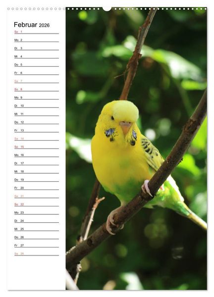 Produktbild: WELLENSITTICHE - S&uuml;&szlig;e Wellis (Wandkalender 2026 DIN A2 hoch), CALVENDO Monatskalender
