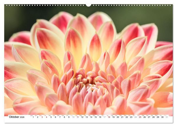 Produktbild: Dahlien-Kronen (Wandkalender 2026 DIN A2 quer), CALVENDO Monatskalender