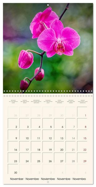 Produktbild: Phalaenopsis, la reine des Orchid&eacute;es (Calendrier mural carr&eacute; 2026 30x30 cm) Calendrier double avec une page pour vos prises de notes