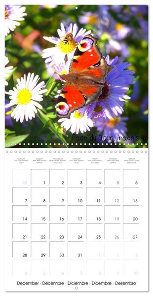 Produktbild: D&eacute;licats Papillons de nos r&eacute;gions, de France et d'Europe (Calendrier mural carr&eacute; 2026 30x30 cm) Calendrier double avec une page pour vos prises de notes
