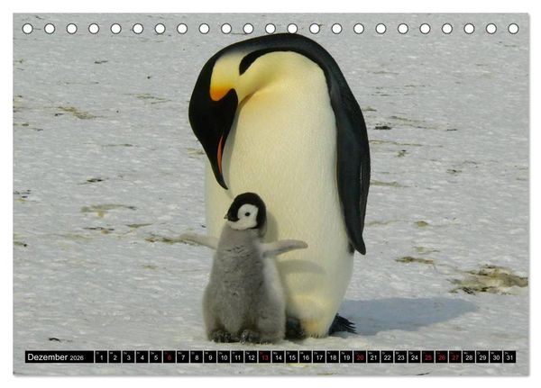 Produktbild: Pinguine - Watscheln im festlichen Kleid (Tischkalender 2026 DIN A5 quer), CALVENDO Monatskalender