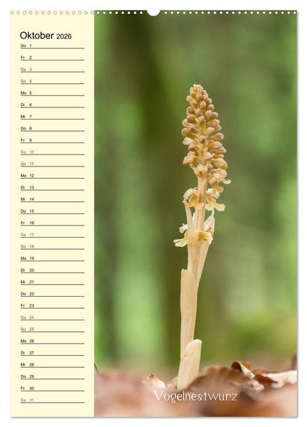 Produktbild: Wildwachsende Orchideen in Bayern (Wandkalender 2026 DIN A2 hoch), CALVENDO Monatskalender