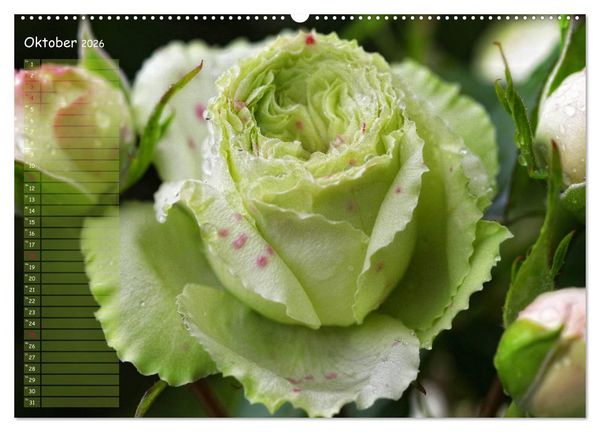 Produktbild: Lass Rosen sprechen (Wandkalender 2026 DIN A2 quer), CALVENDO Monatskalender