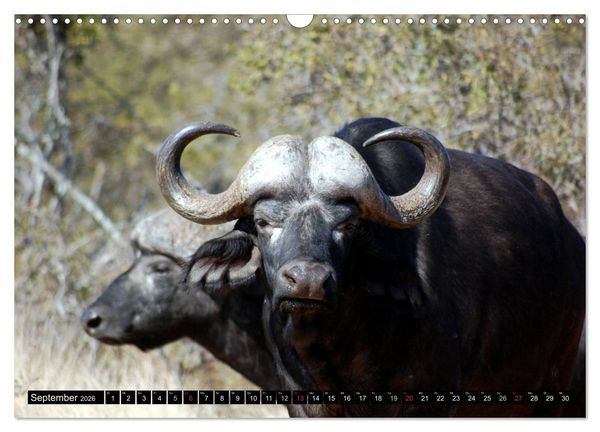 Produktbild: Wildes Leben in Afrika (Wandkalender 2026 DIN A3 quer), CALVENDO Monatskalender