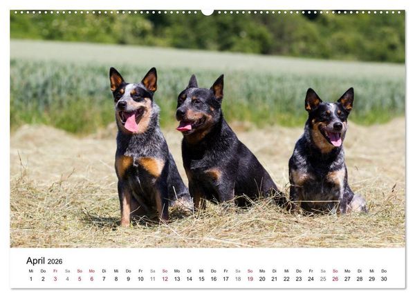 Produktbild: Faszinierende Australian Cattle Dogs (Wandkalender 2026 DIN A2 quer), CALVENDO Monatskalender