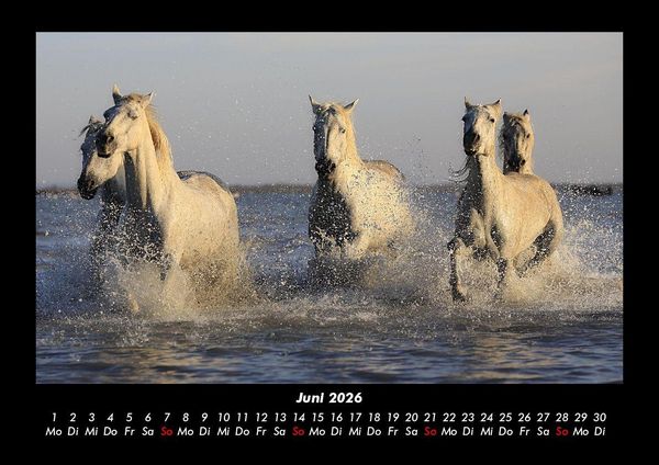 Produktbild: Die Welt der Pferde 2026 Fotokalender DIN A3