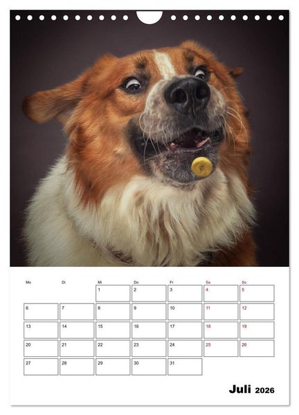 Produktbild: Fang das Leckerli (Wandkalender 2026 DIN A4 hoch), CALVENDO Monatskalender