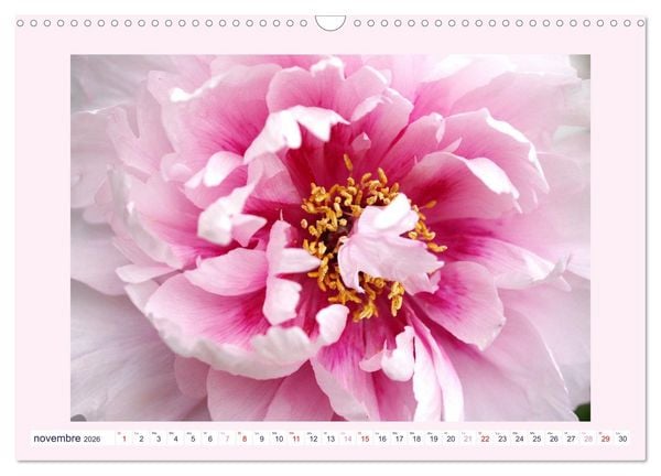 Produktbild: Pivoines - Roses sans &eacute;pines (Calendrier mural 2026 DIN A3 vertical), CALVENDO calendrier mensuel