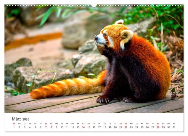 Produktbild: B&auml;ren - Pandas, Grizzlyb&auml;ren und Co. (Wandkalender 2026 DIN A2 quer), CALVENDO Monatskalender
