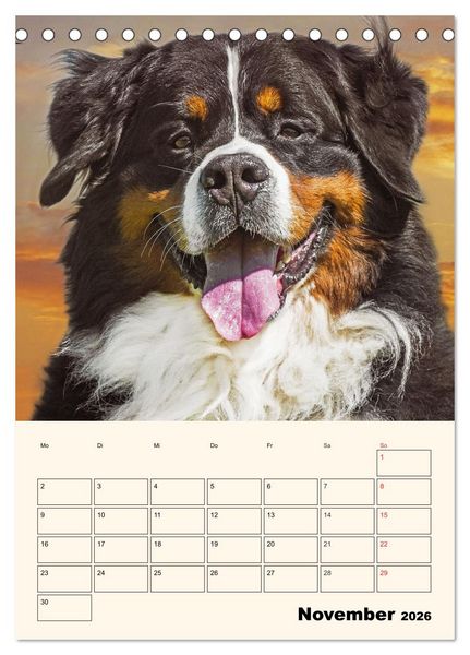 Produktbild: Traumhaft sch&ouml;n - Der Berner Sennenhund (Tischkalender 2026 DIN A5 hoch), CALVENDO Monatskalender
