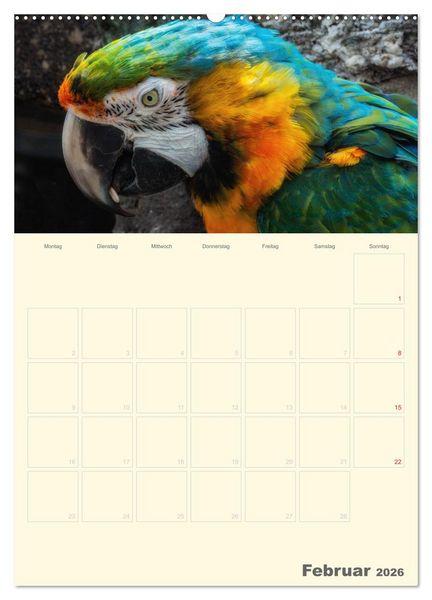 Produktbild: Kunterbunter Papageien-Planer (hochwertiger Premium Wandkalender 2026 DIN A2 hoch), Kunstdruck in Hochglanz