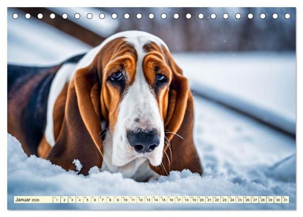 Produktbild: Basset Hound - unverkennbar (Tischkalender 2026 DIN A5 quer), CALVENDO Monatskalender