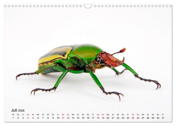 Produktbild: WIRBELLOS (Wandkalender 2026 DIN A3 quer), CALVENDO Monatskalender