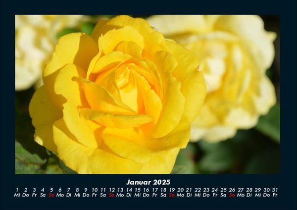 Produktbild: Rosentraum 2025 Fotokalender DIN A4
