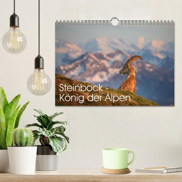 Produktbild: Steinbock - K&ouml;nig der Alpen (Wandkalender 2026 DIN A4 quer), CALVENDO Monatskalender