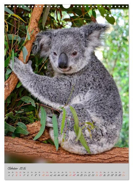 Produktbild: Koala, kleiner B&auml;r (Wandkalender 2026 DIN A3 hoch), CALVENDO Monatskalender