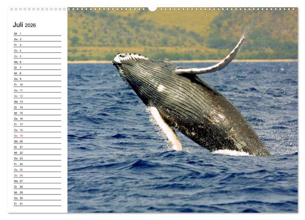 Produktbild: Wale. Kolosse der Meere (Wandkalender 2026 DIN A2 quer), CALVENDO Monatskalender