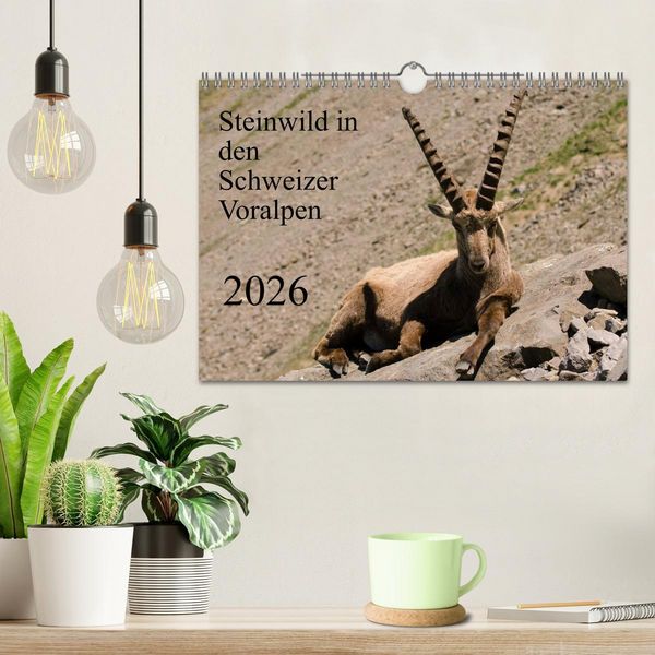 Produktbild: Steinwild in den Schweizer Voralpen (Wandkalender 2026 DIN A4 quer), CALVENDO Monatskalender