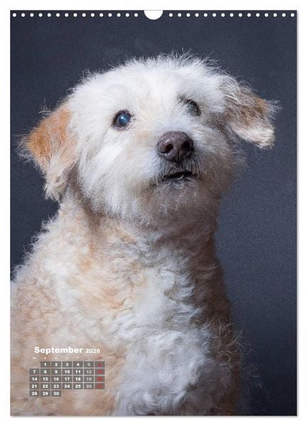 Produktbild: Treue Wegbegleiter, Hunde im Portrait. (Wandkalender 2026 DIN A3 hoch), CALVENDO Monatskalender