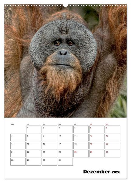 Produktbild: Augenblick der Affen 2026 (hochwertiger Premium Wandkalender 2026 DIN A2 hoch), Kunstdruck in Hochglanz